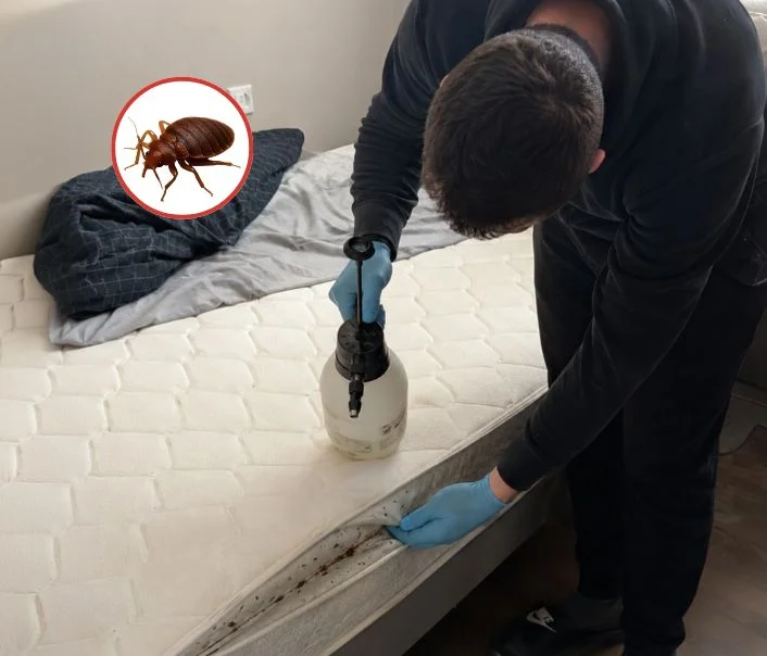 Technicien traitant un matelas contre les punaises de lit à Chennevières-sur-Marne